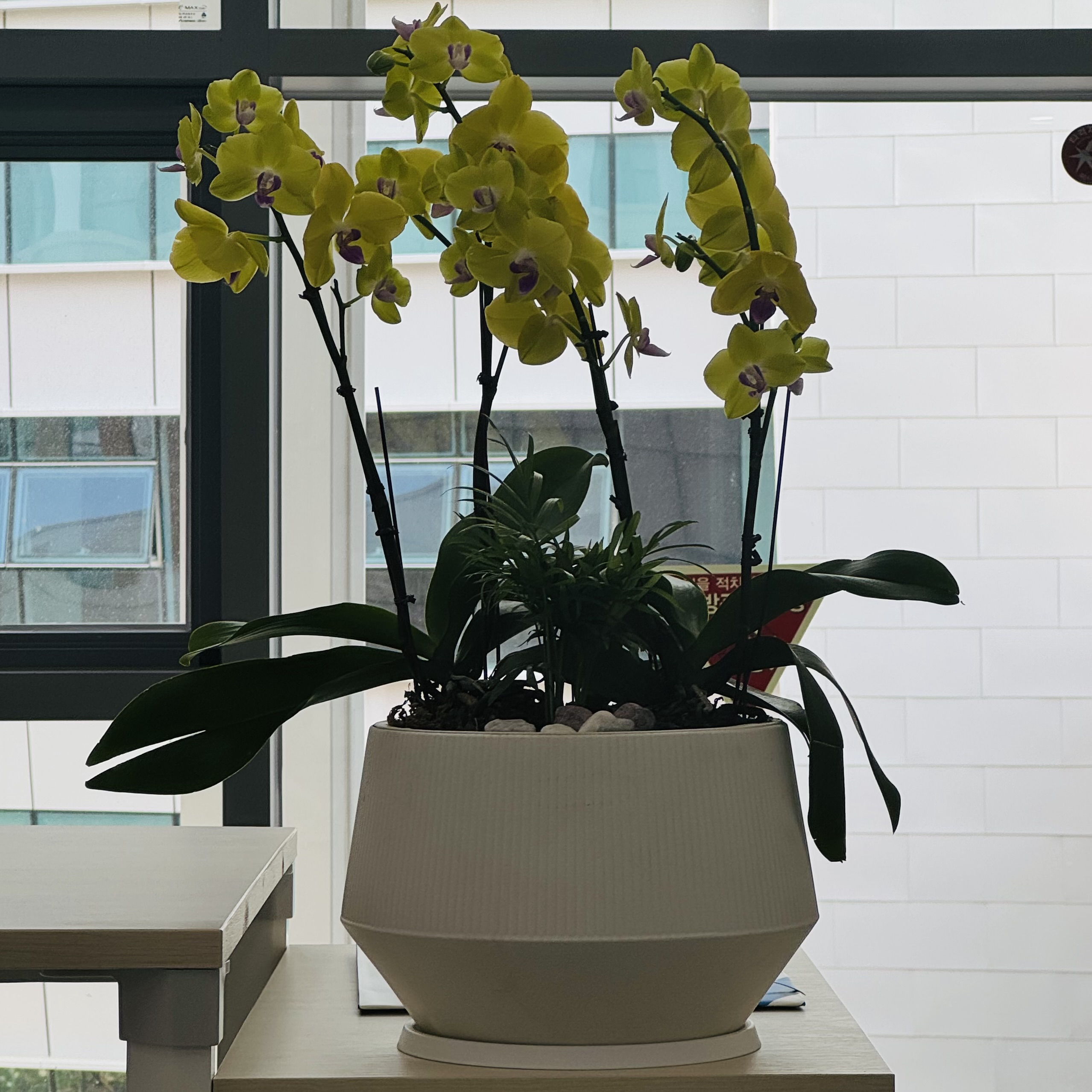 Phalaenopsis Park